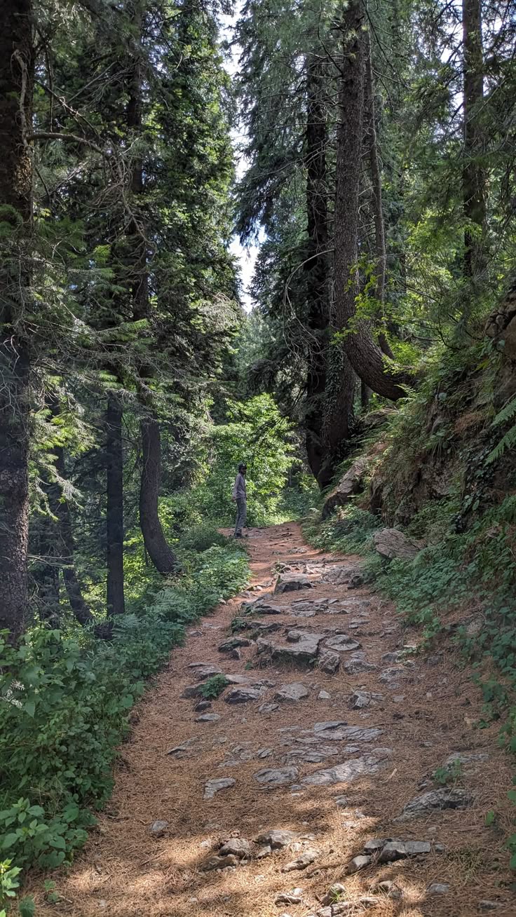 The Kasauli Sojourn – Photo 3
