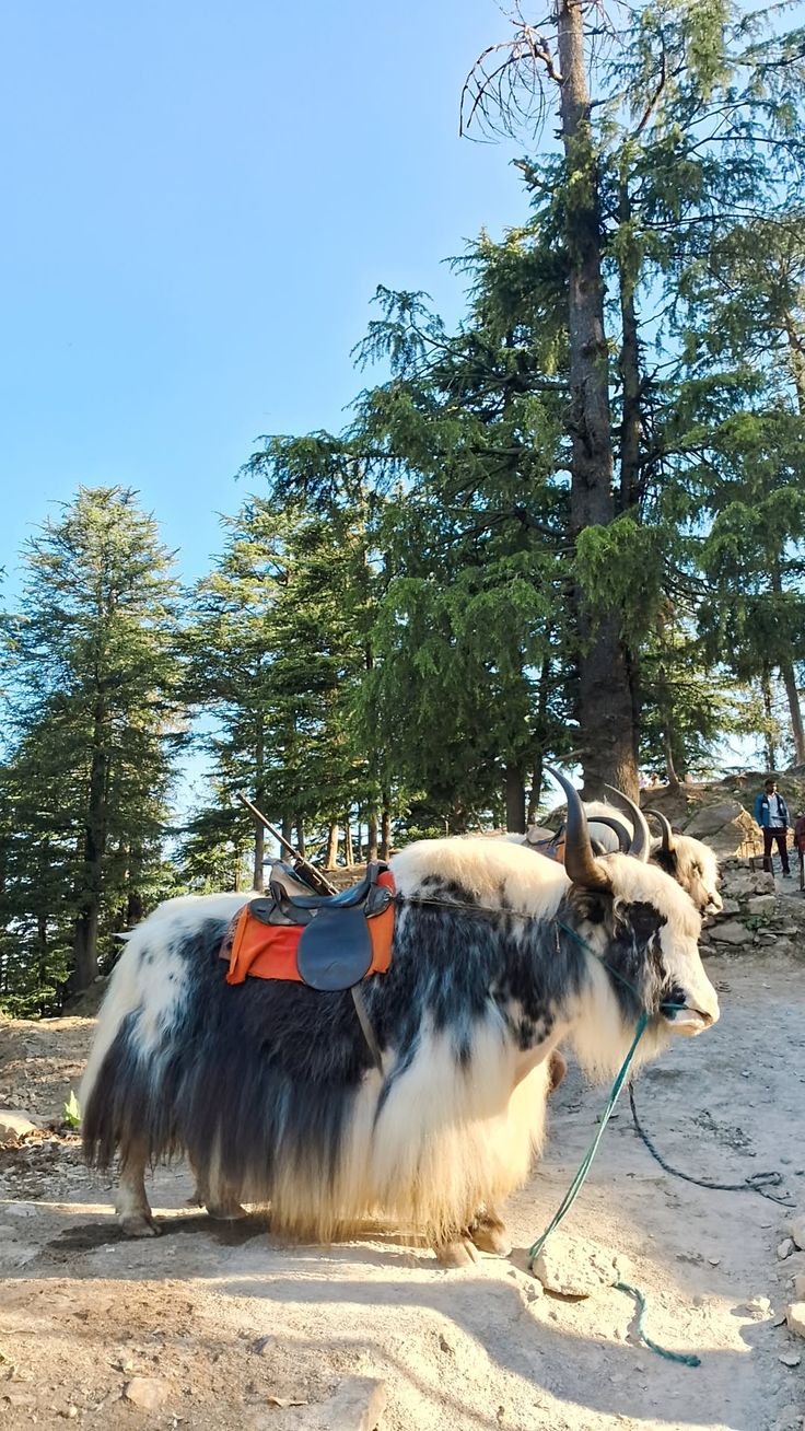 Shimla-Kufri Express – Photo 3