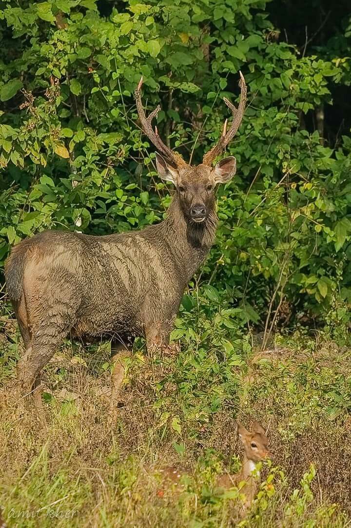 Corbett  Wild – Photo 1