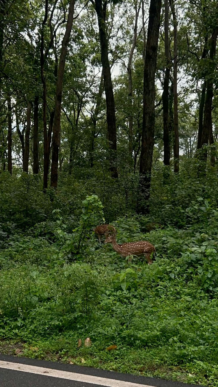 Corbett  Wild – Photo 2