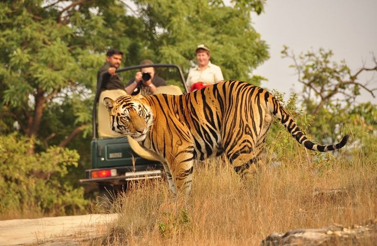 Corbett  Wild – Photo 4